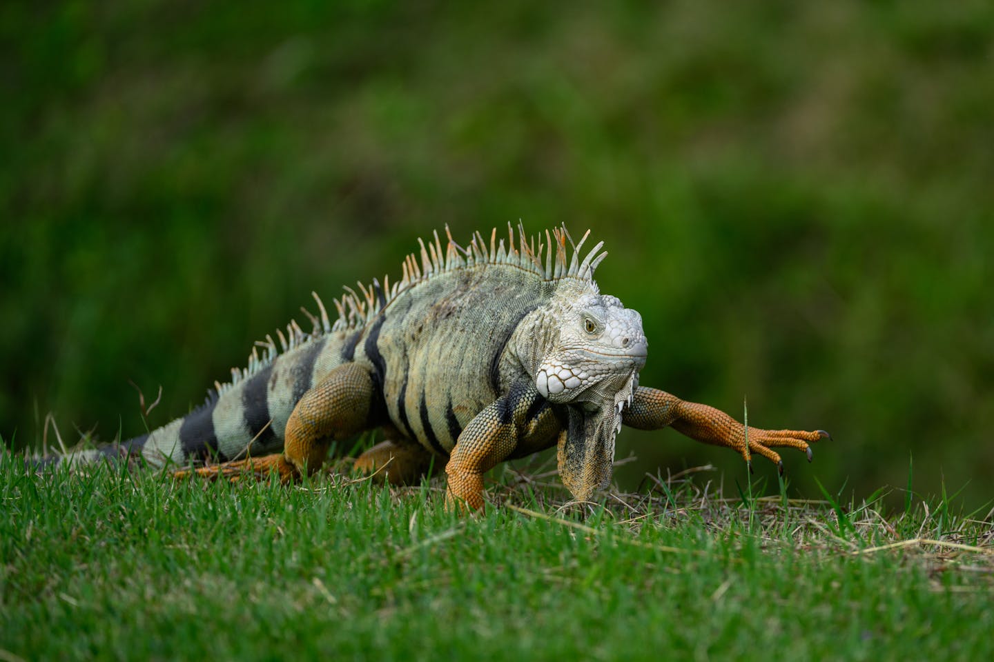 Iguana iguana - Green Iguana